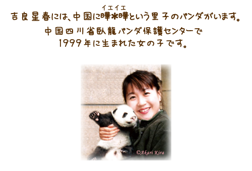吉良星春には、中国に曄＊曄（イエイエ）という里子のパンダがいます。中国四川省臥龍パンダ保護センターで1999年に生まれた女の子です。